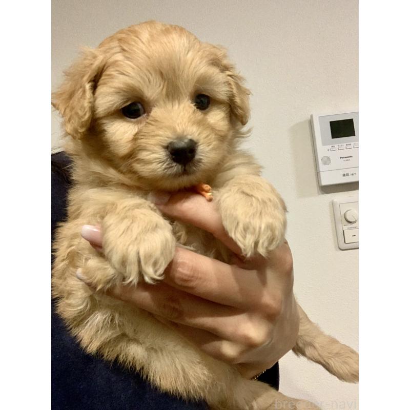 販売中の滋賀県のポメプー:ポメラニアン×トイプードル-431685の4枚目