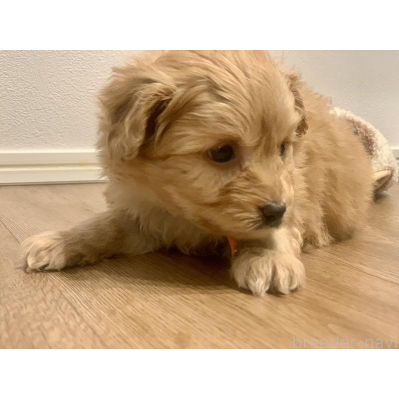 販売中の滋賀県のポメプー:ポメラニアン×トイプードル-431685の3枚目