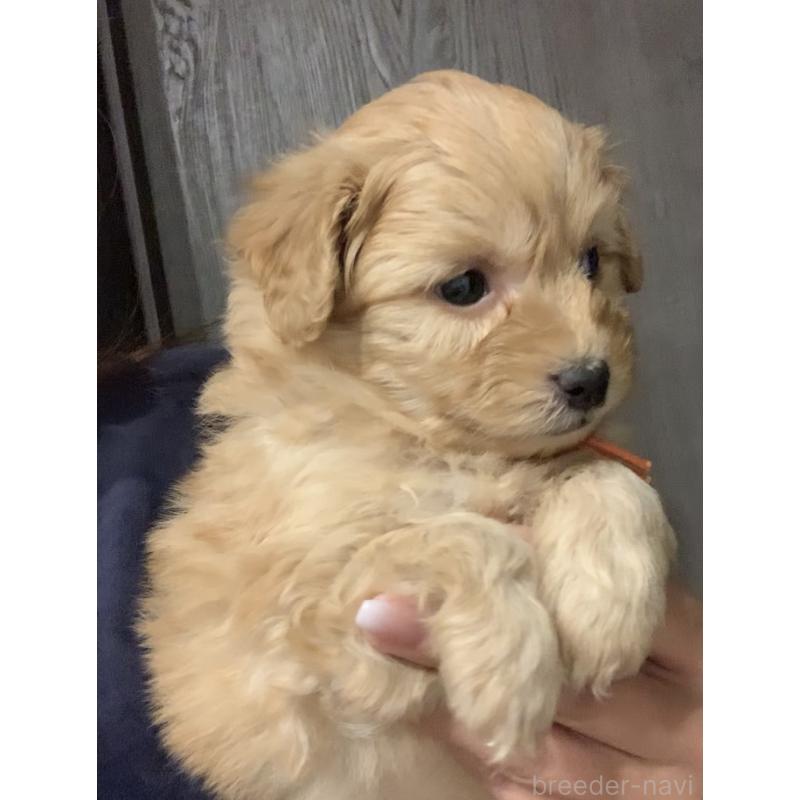 販売中の滋賀県のポメプー:ポメラニアン×トイプードル-431685の2枚目