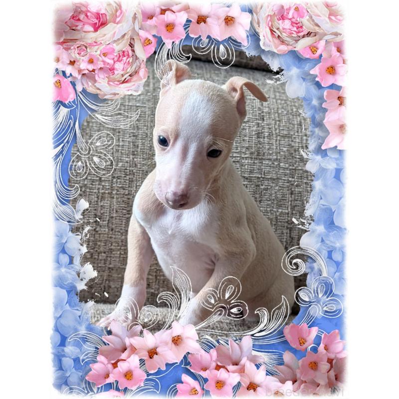 販売中の山口県のイタリアングレーハウンド(イタグレ)-431686