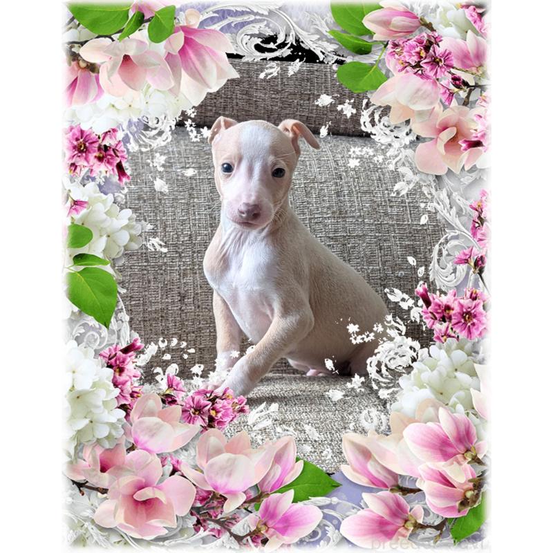 販売中の山口県のイタリアングレーハウンド(イタグレ)-431686の5枚目