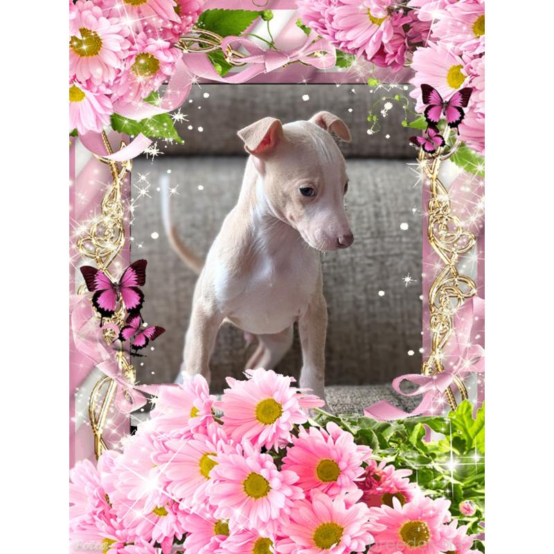 販売中の山口県のイタリアングレーハウンド(イタグレ)-431686の4枚目