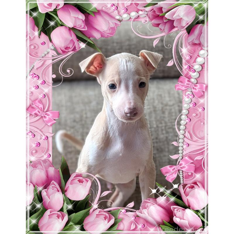 販売中の山口県のイタリアングレーハウンド(イタグレ)-431686の3枚目