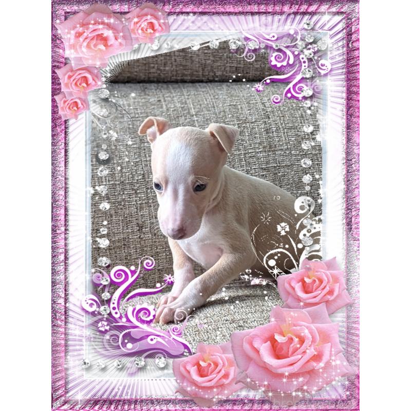 販売中の山口県のイタリアングレーハウンド(イタグレ)-431686の2枚目