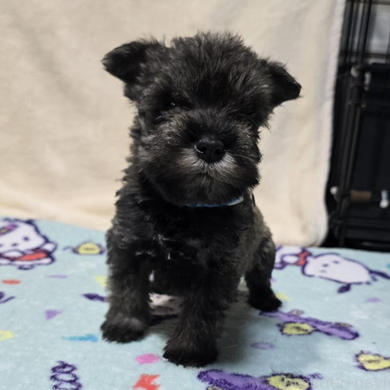 販売中の岡山県のミニチュアシュナウザー-427371