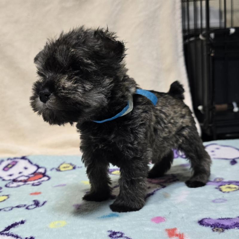 成約済の岡山県のミニチュアシュナウザー-427371の8枚目