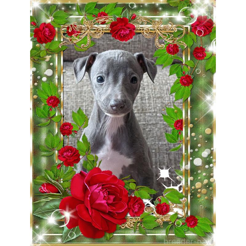 販売中の山口県のイタリアングレーハウンド(イタグレ)-431689