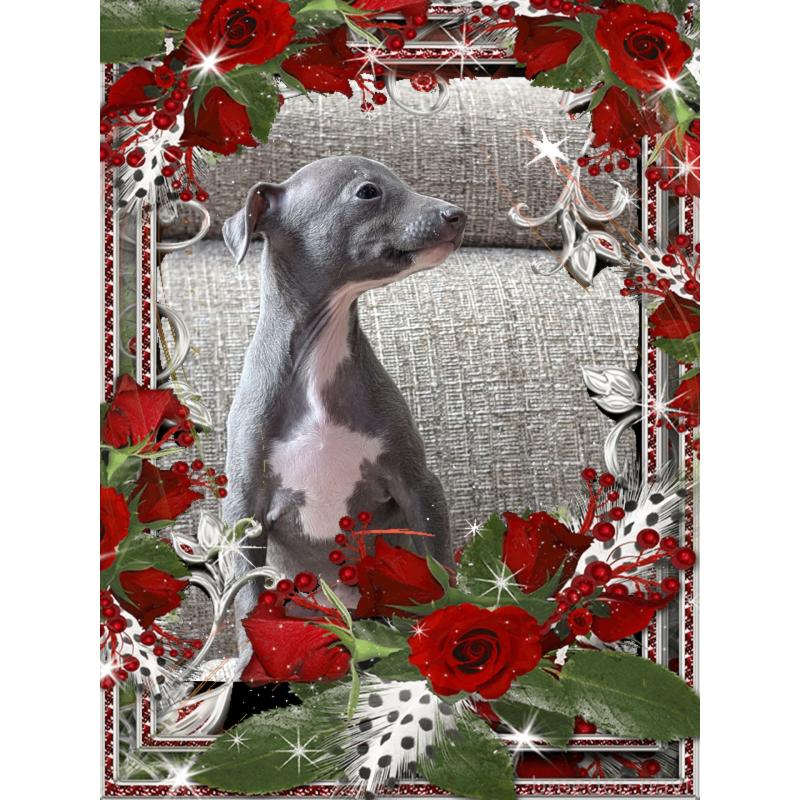 販売中の山口県のイタリアングレーハウンド(イタグレ)-431689の5枚目