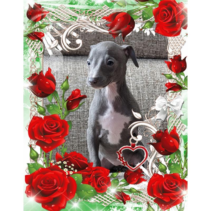 販売中の山口県のイタリアングレーハウンド(イタグレ)-431689の4枚目