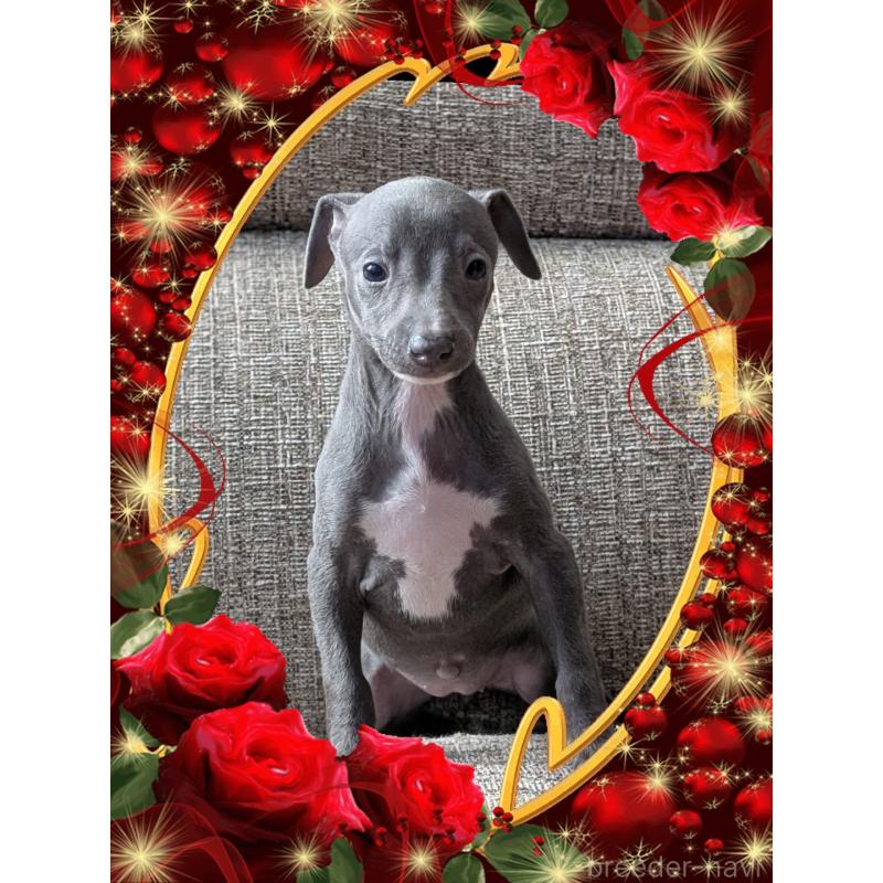 販売中の山口県のイタリアングレーハウンド(イタグレ)-431689の3枚目