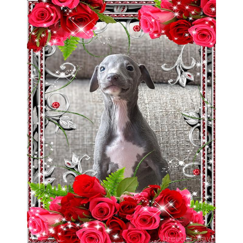 販売中の山口県のイタリアングレーハウンド(イタグレ)-431689の2枚目