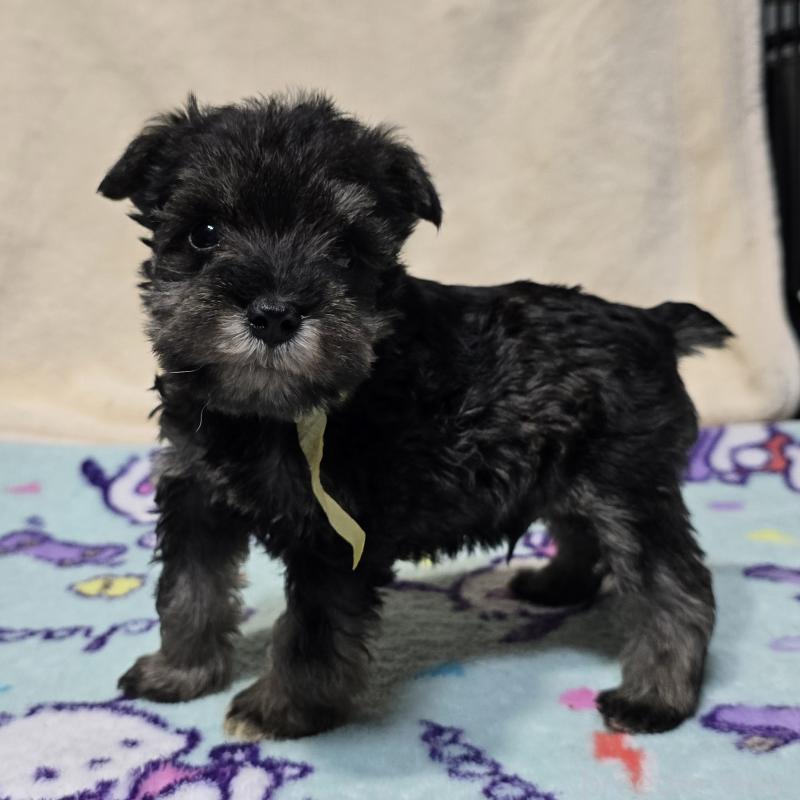 販売中の岡山県のミニチュアシュナウザー-427373