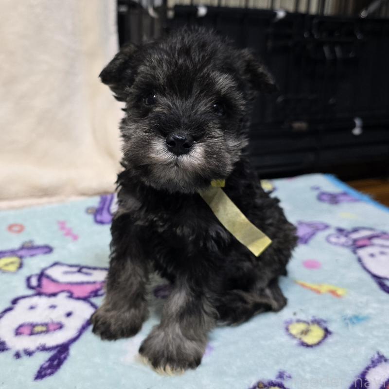 成約済の岡山県のミニチュアシュナウザー-427373の6枚目