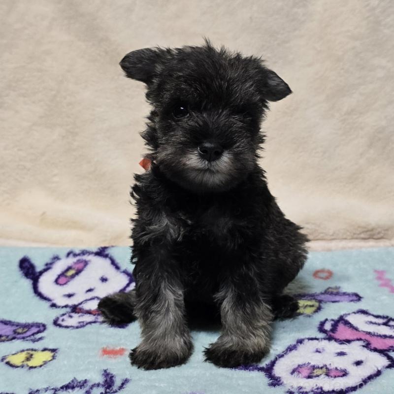 販売中の岡山県のミニチュアシュナウザー-427375