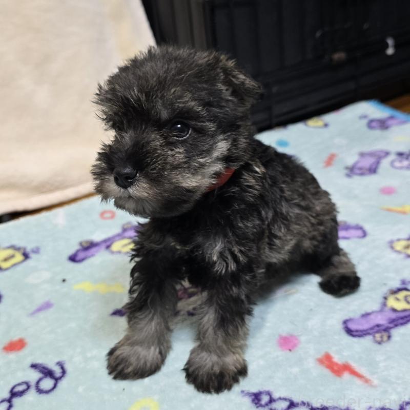 成約済の岡山県のミニチュアシュナウザー-427375の2枚目