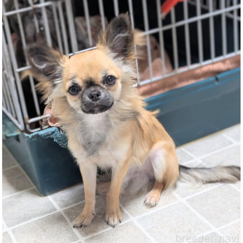 販売中の三重県のチワワ(ロングコート)-392987の3枚目