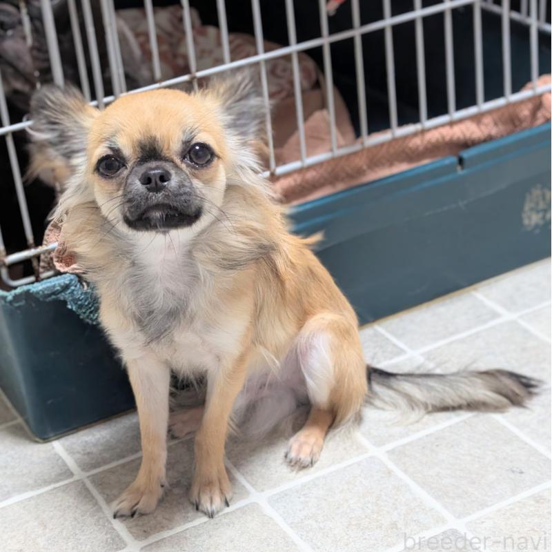 販売中の三重県のチワワ(ロングコート)-392987の2枚目