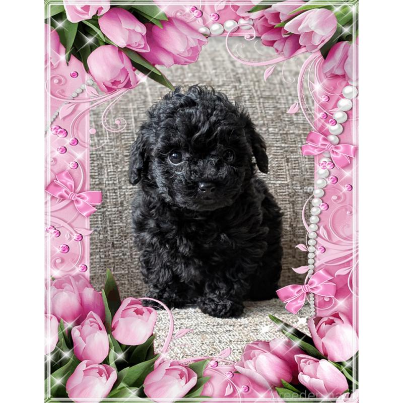 販売中の山口県のティーカッププードル-431690の1枚目