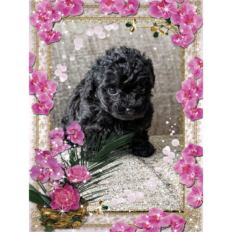 販売中の山口県のティーカッププードル-431690の5枚目