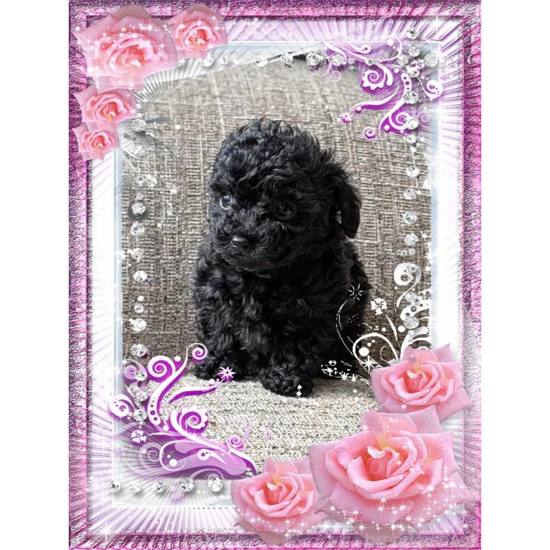 販売中の山口県のティーカッププードル-431690の4枚目