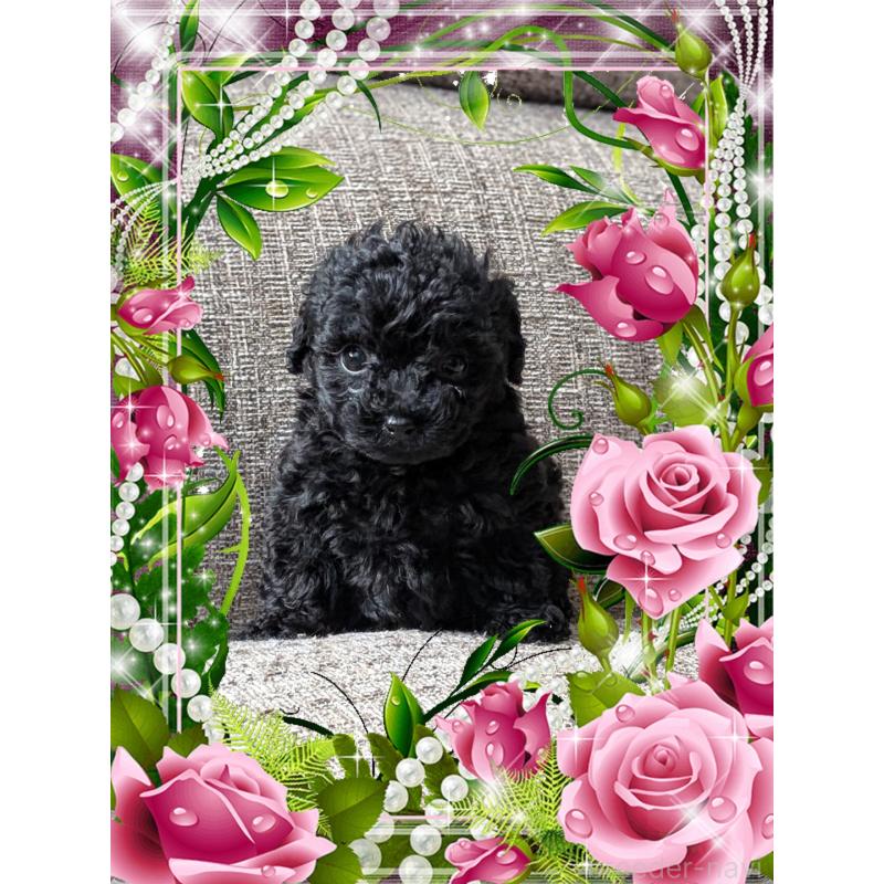 販売中の山口県のティーカッププードル-431690の3枚目