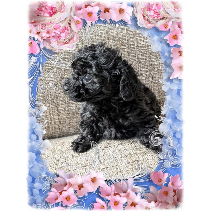 販売中の山口県のティーカッププードル-431690の2枚目