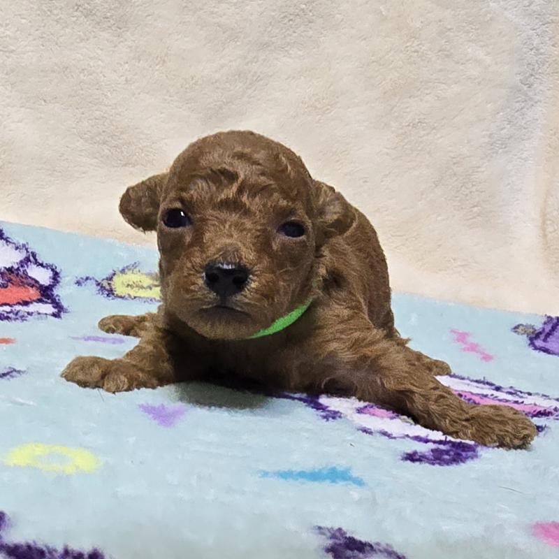 販売中の岡山県のトイプードル-431691の1枚目