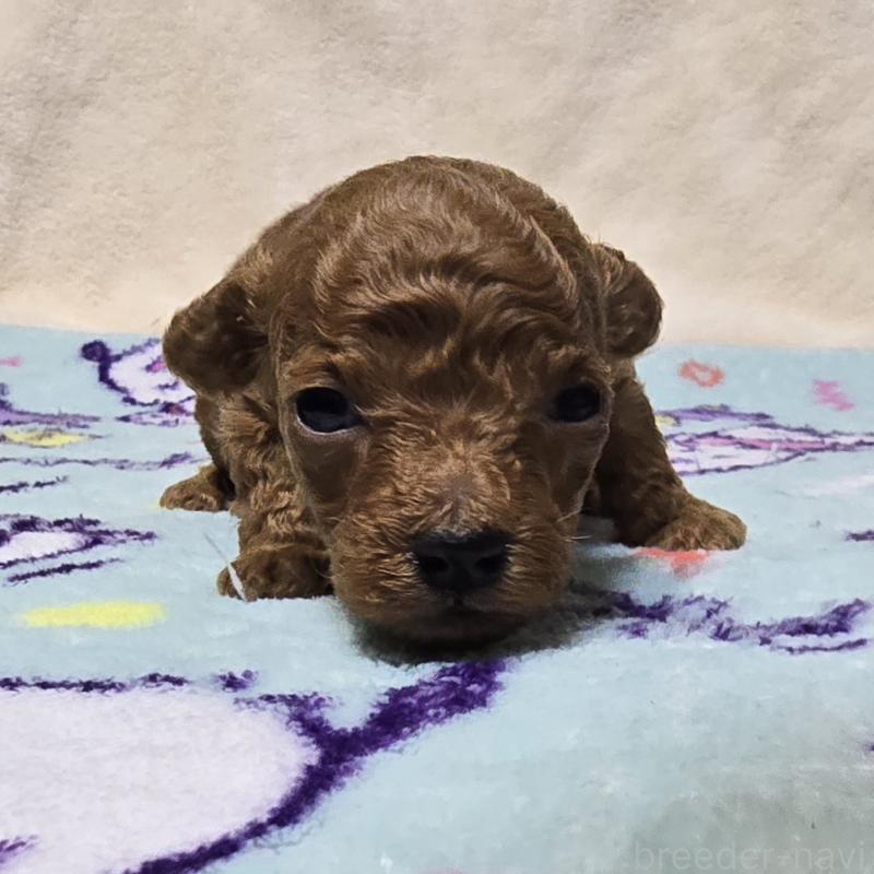 販売中の岡山県のトイプードル-431691の5枚目