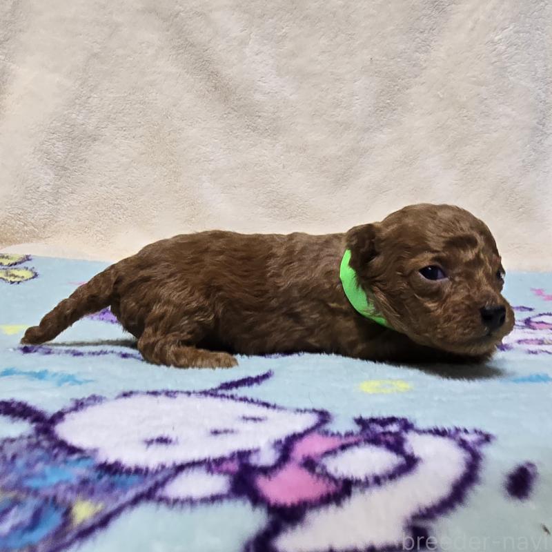 販売中の岡山県のトイプードル-431691の4枚目