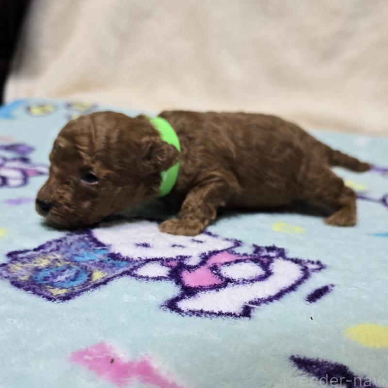 販売中の岡山県のトイプードル-431691の3枚目