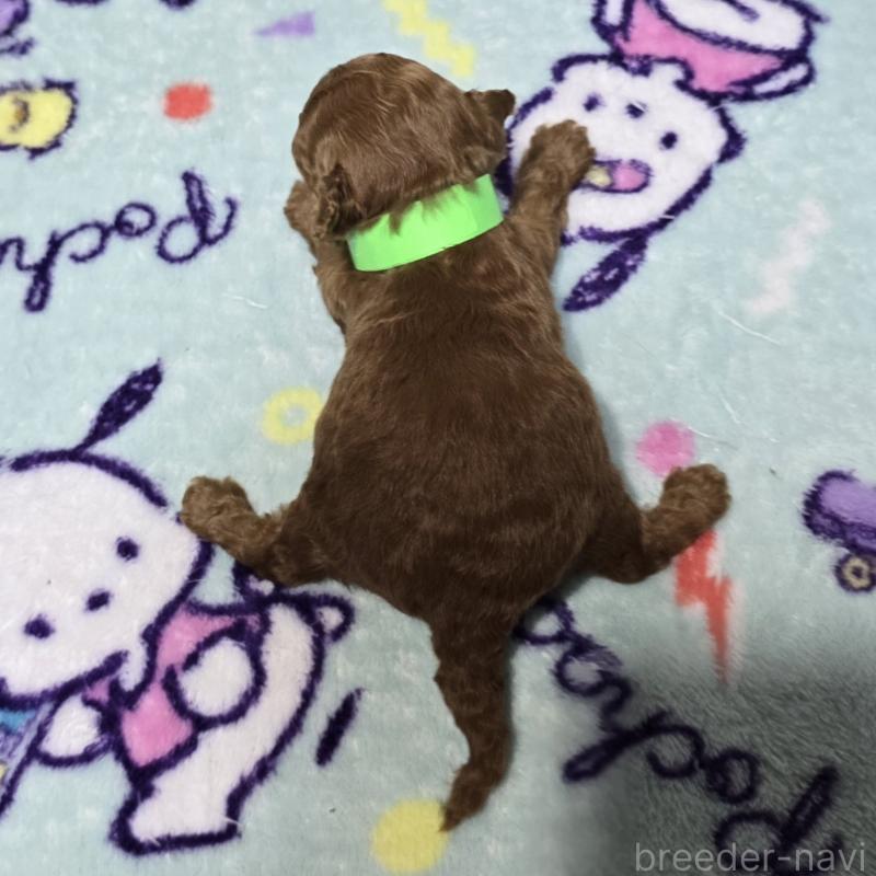 販売中の岡山県のトイプードル-431691の2枚目