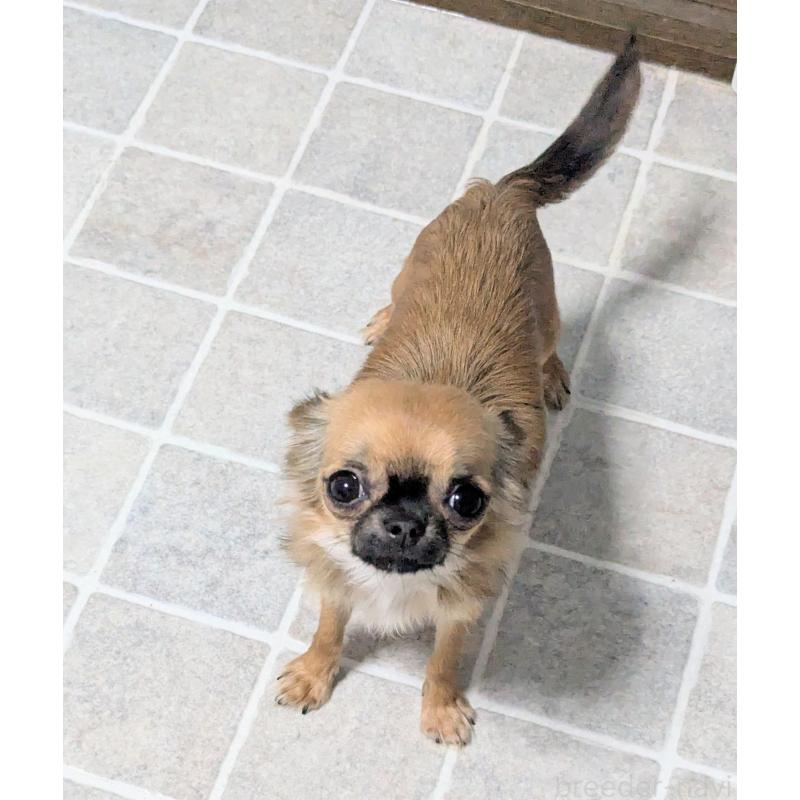 販売中の三重県のチワワ(ロングコート)-392986の5枚目