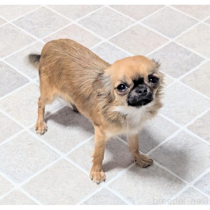 販売中の三重県のチワワ(ロングコート)-392986の4枚目