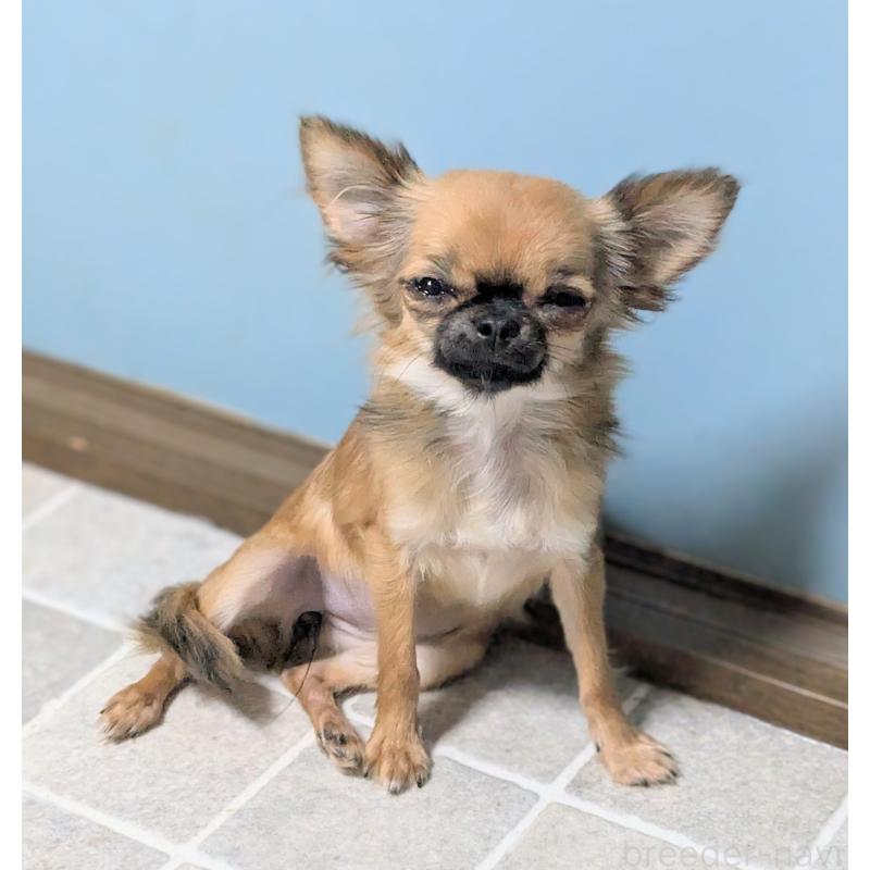 販売中の三重県のチワワ(ロングコート)-392986の3枚目