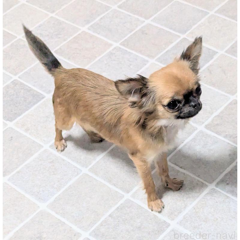 販売中の三重県のチワワ(ロングコート)-392986の2枚目