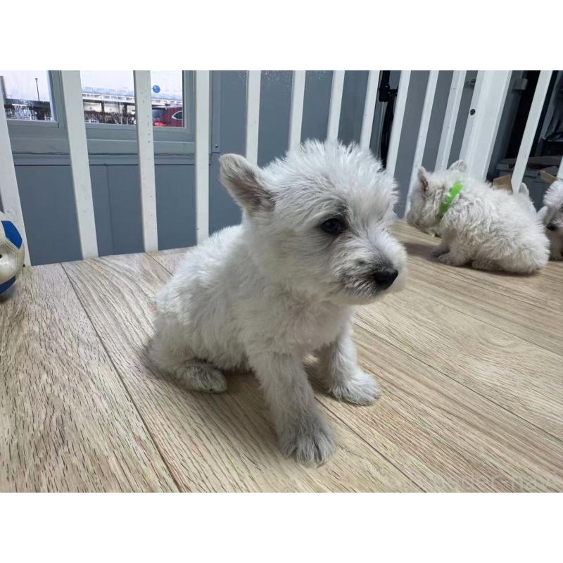販売中の栃木県のウエストハイランドホワイトテリア(ウエスティ)-431694の8枚目