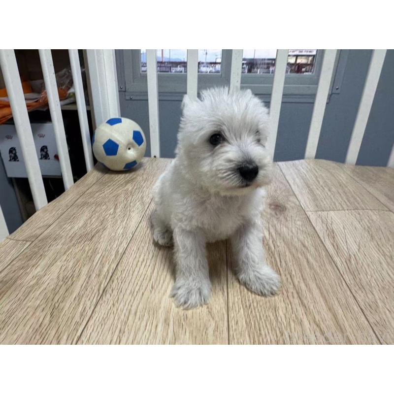 販売中の栃木県のウエストハイランドホワイトテリア(ウエスティ)-431694の7枚目