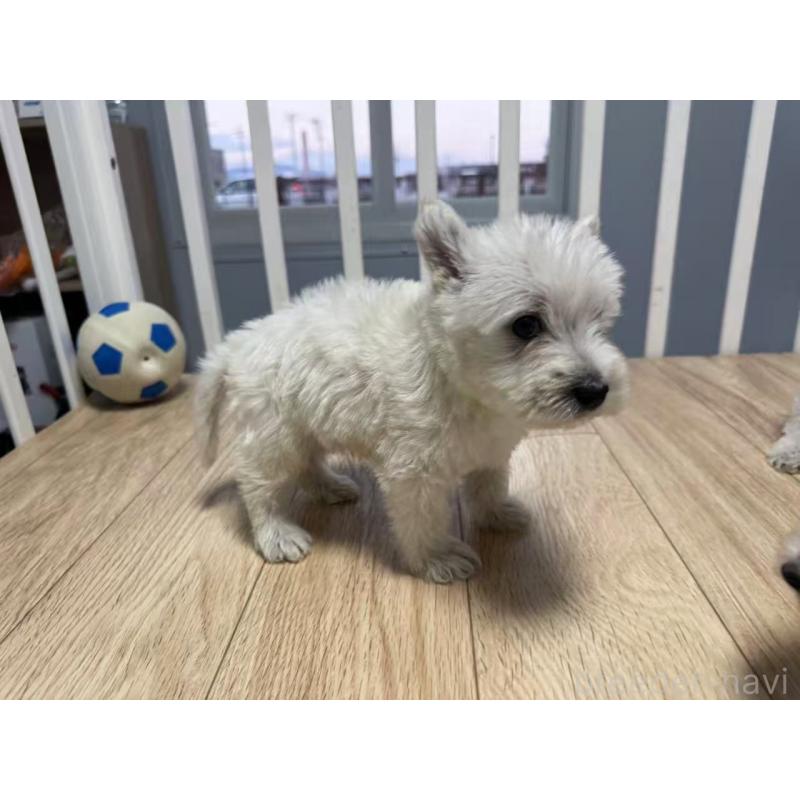 販売中の栃木県のウエストハイランドホワイトテリア(ウエスティ)-431694の6枚目