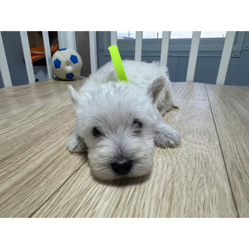 販売中の栃木県のウエストハイランドホワイトテリア(ウエスティ)-431694の5枚目