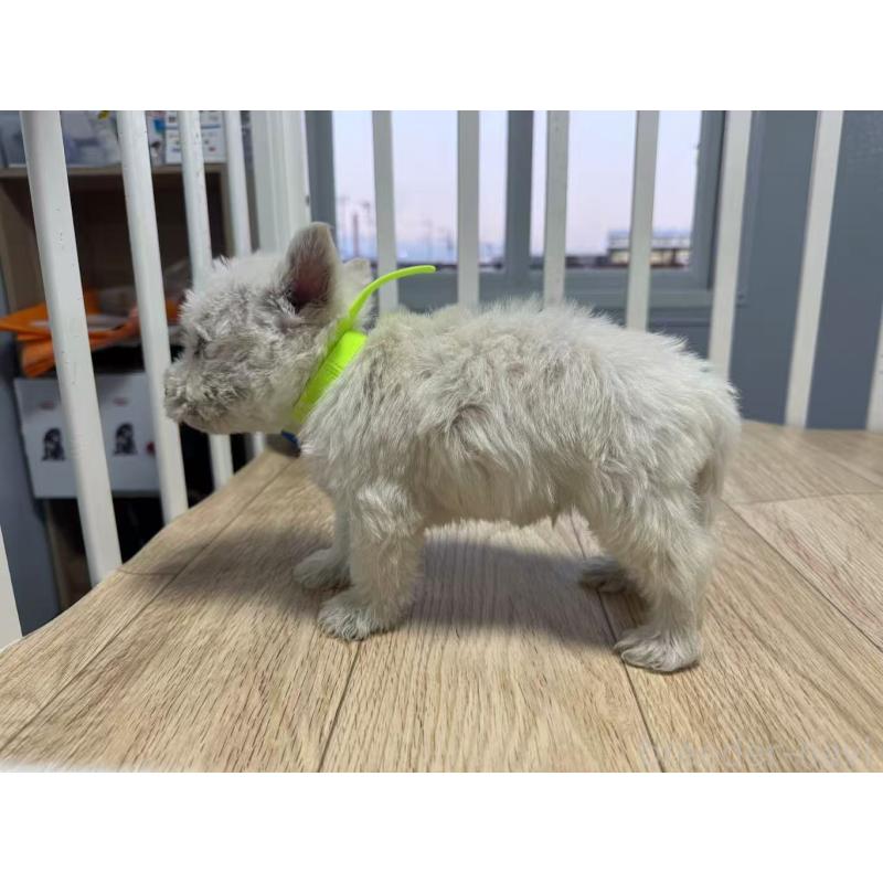 販売中の栃木県のウエストハイランドホワイトテリア(ウエスティ)-431694の4枚目