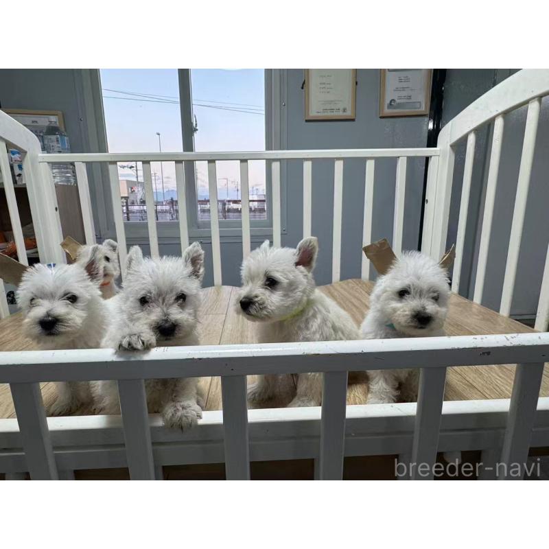 販売中の栃木県のウエストハイランドホワイトテリア(ウエスティ)-431694の2枚目