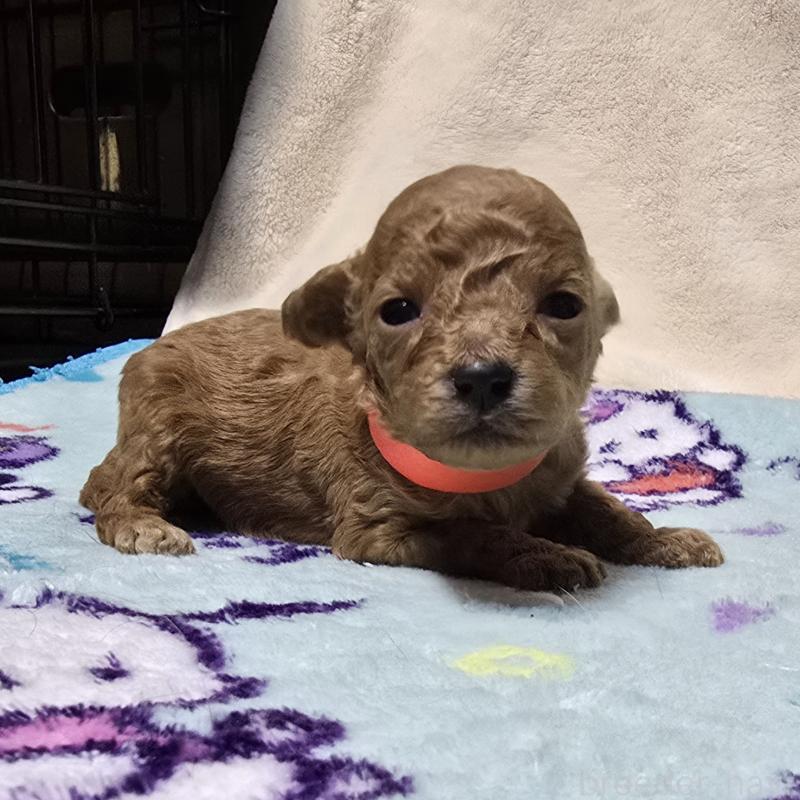 販売中の岡山県のトイプードル-431692の1枚目