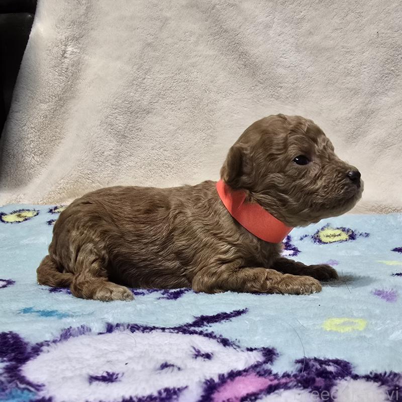 販売中の岡山県のトイプードル-431692の4枚目