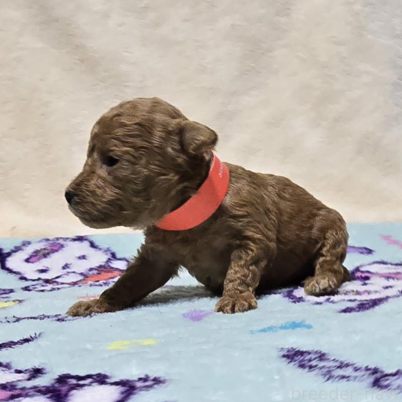 販売中の岡山県のトイプードル-431692の3枚目