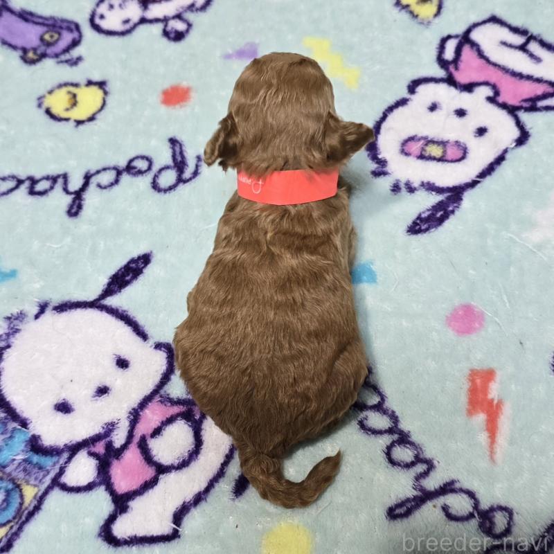 販売中の岡山県のトイプードル-431692の2枚目