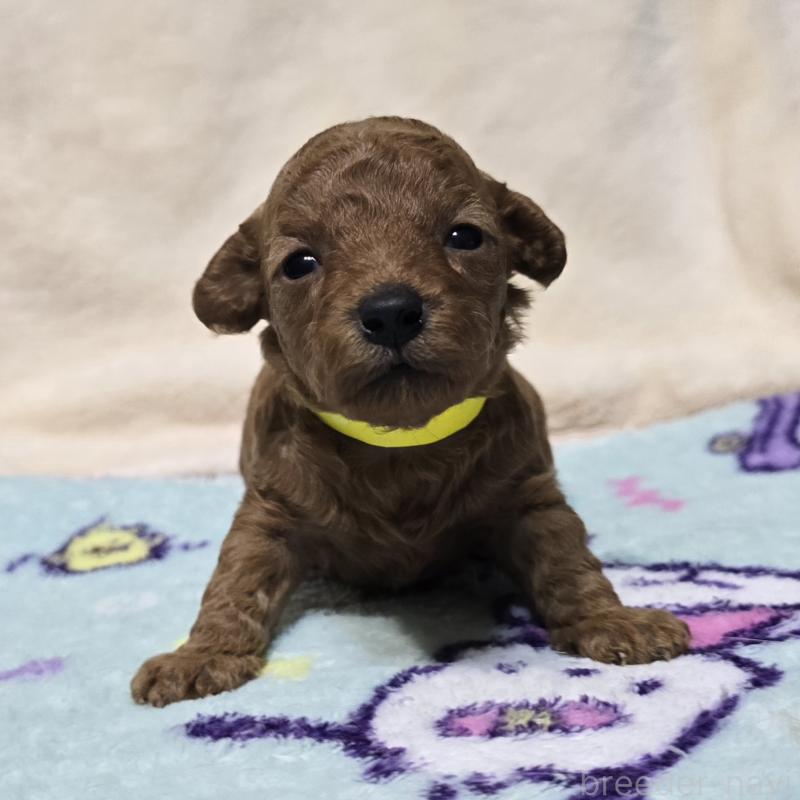 販売中の岡山県のトイプードル-431693