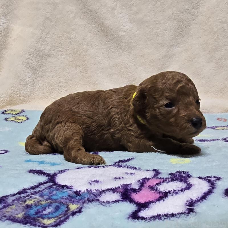 販売中の岡山県のトイプードル-431693の4枚目