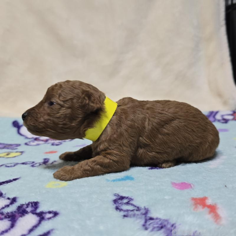 販売中の岡山県のトイプードル-431693の3枚目