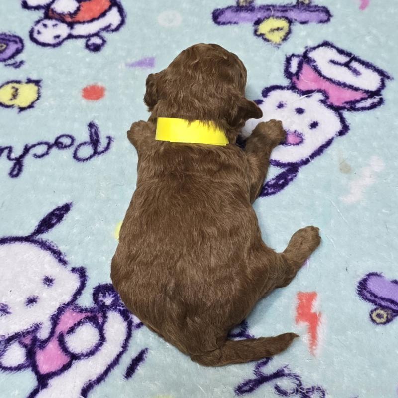 販売中の岡山県のトイプードル-431693の2枚目