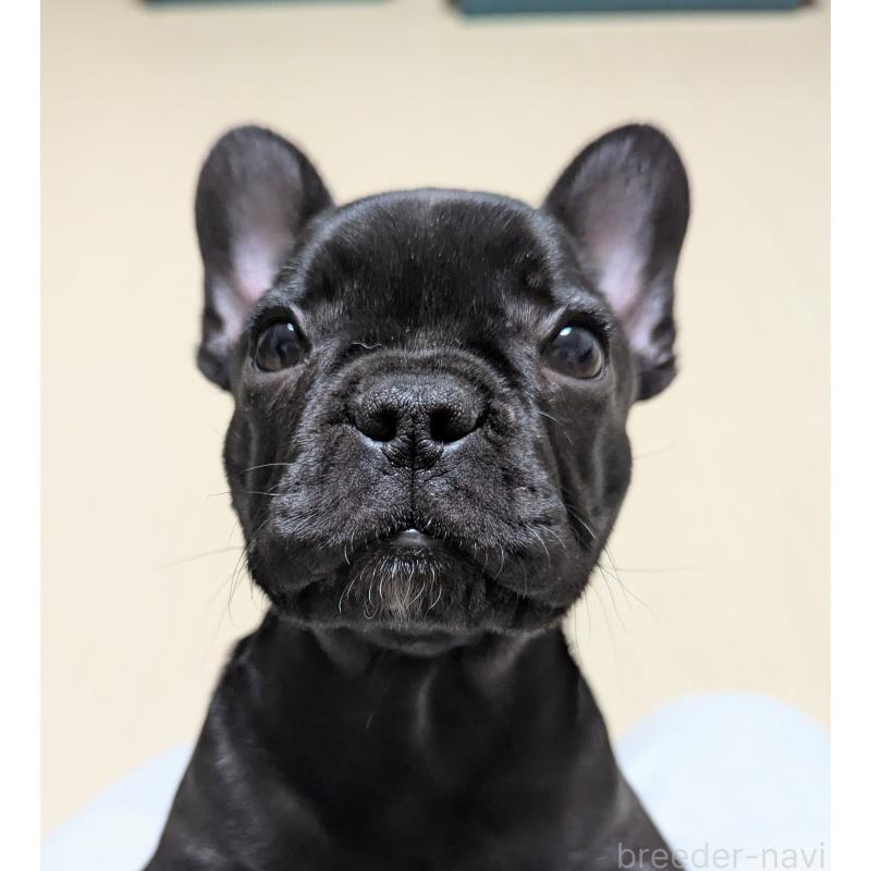 販売中の三重県のフレンチブルドッグ-426295の7枚目